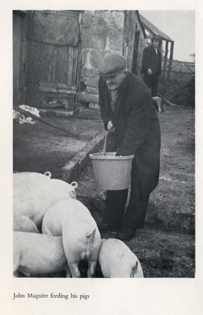 John Maguire feeding his pigs